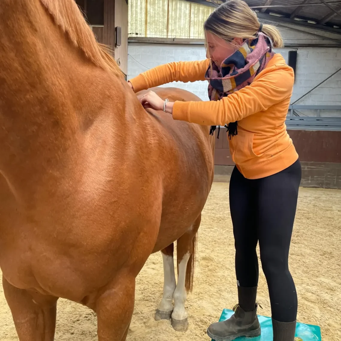 Physiotherapie für Pferde in Soltau