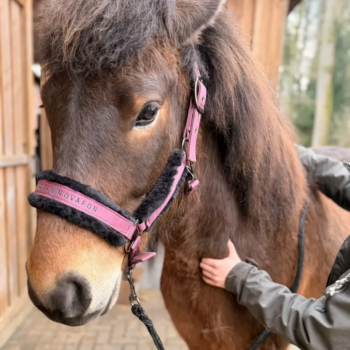 Behandlung eines Pferdehalses in Soltau