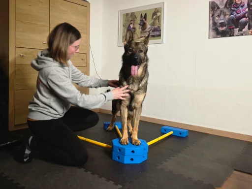 Mobilitätsübung mit Cavalettis beim Hund