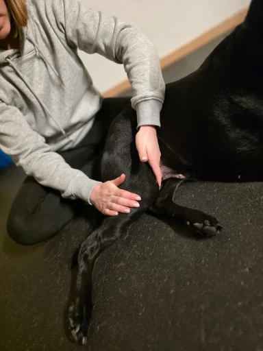 Muskulatur-Entspannung bei einem Hund