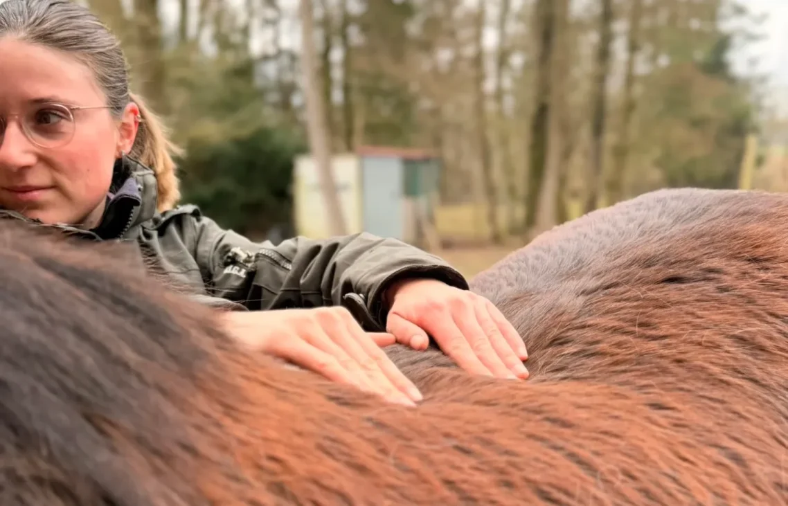 Behandlung eines Pferderückens