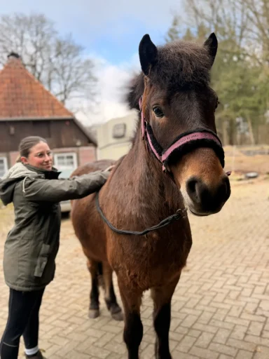 Abtasten eines Pferdes